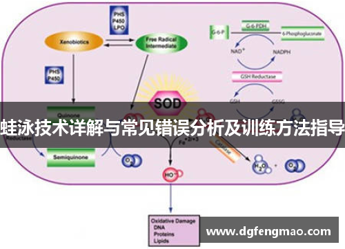 蛙泳技术详解与常见错误分析及训练方法指导